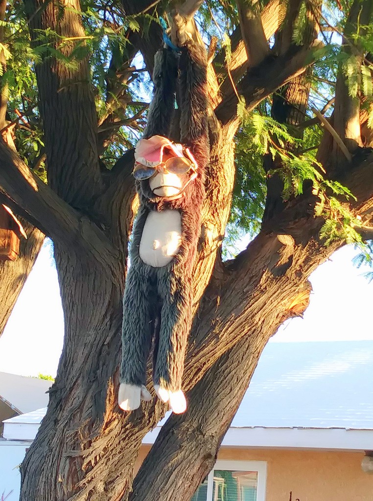 Monkey in a Tree by stownsend