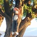 Monkey in a Tree by stownsend