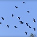  Sacred Ibis in flight by judithdeacon