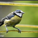 A soggy blue tit between the lines by rosiekind