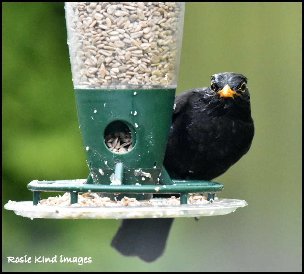 A blackbird on a soggy day by rosiekind