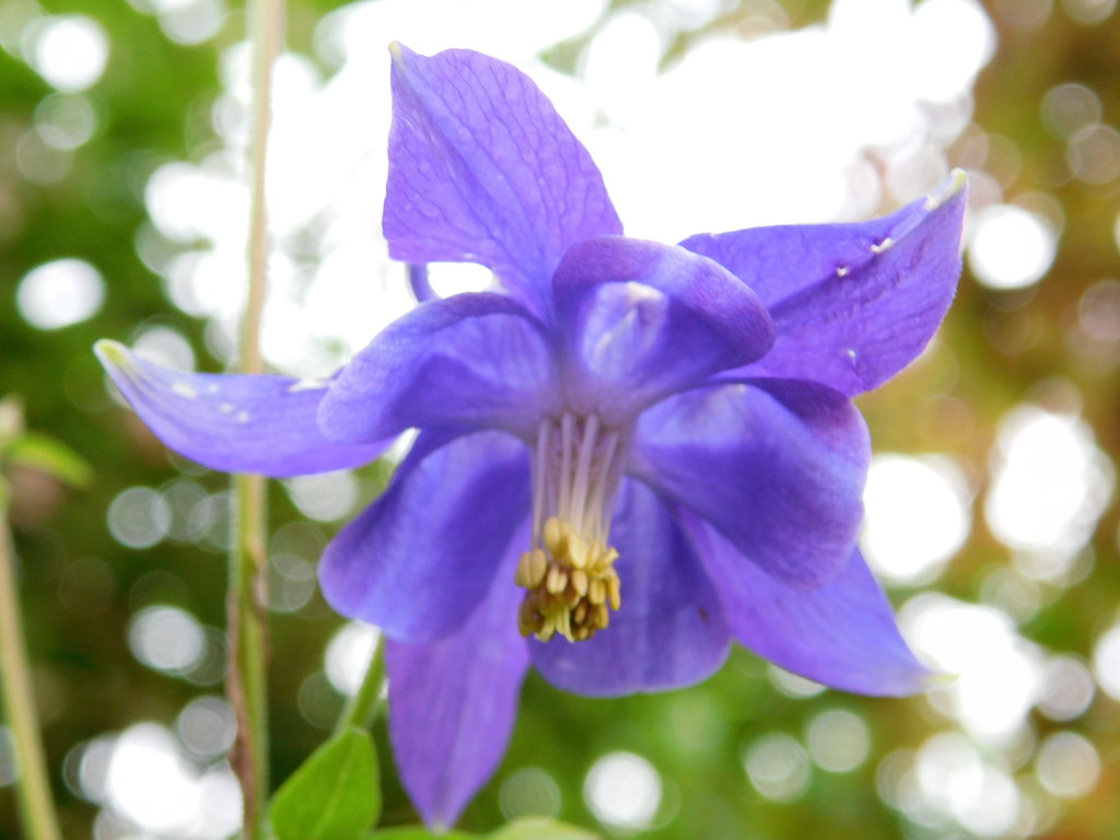 Aquilegia and bokeh by 365anne