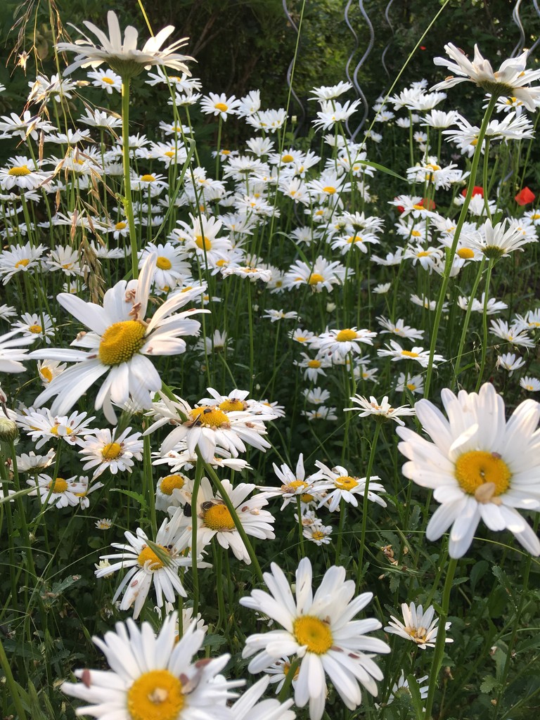 Daisies in our garden by ninihi