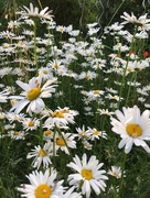 24th May 2018 - Daisies in our garden