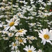Daisies in our garden by ninihi