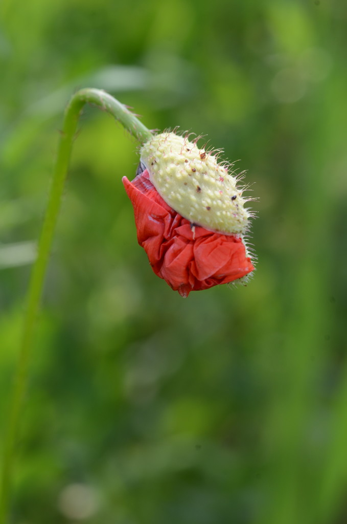 In the poppy field  by ninihi