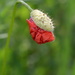 In the poppy field  by ninihi