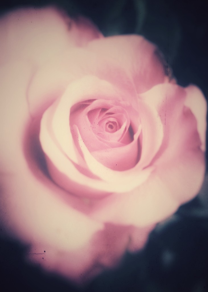 Dreamy Rose  by salza