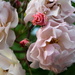 Climbing roses by rumpelstiltskin
