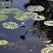 One Waterlily ~ by happysnaps