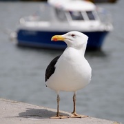 18th May 2018 - Great Black Backed Gull