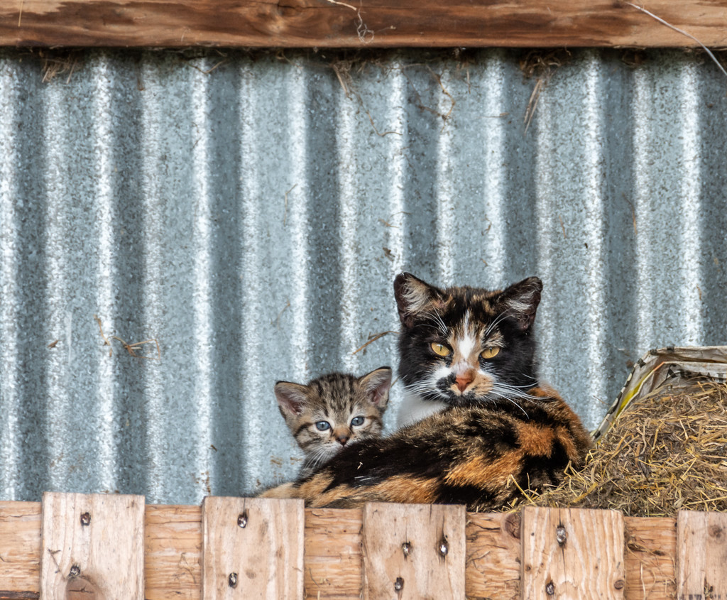 Farmyard cats by inthecloud5