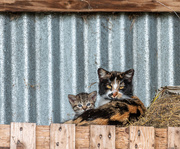 21st May 2018 - Farmyard cats