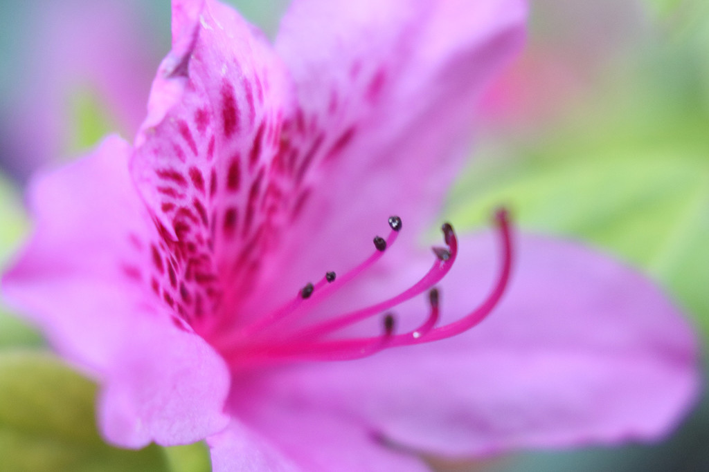 Azalea Flower by pdulis