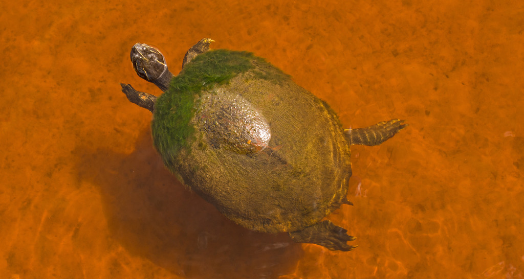 Algae Turtle! by rickster549