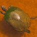 Algae Turtle! by rickster549