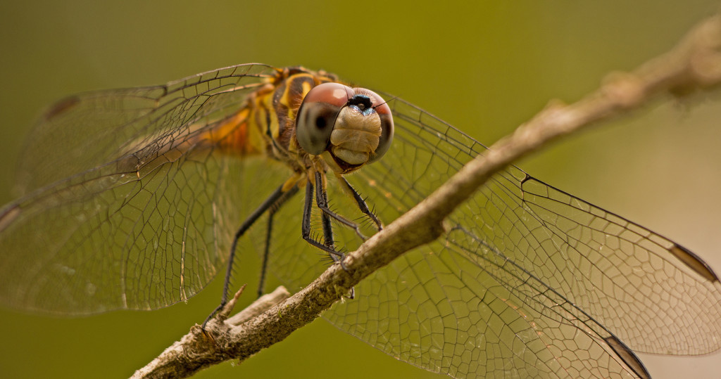 Smiling Dragonfly! by rickster549