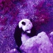 Panda by peterdegraaff
