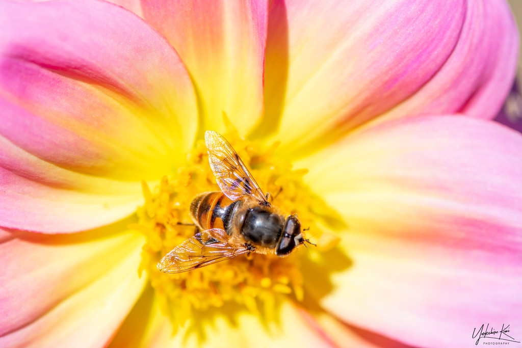 Bee Happy by yorkshirekiwi
