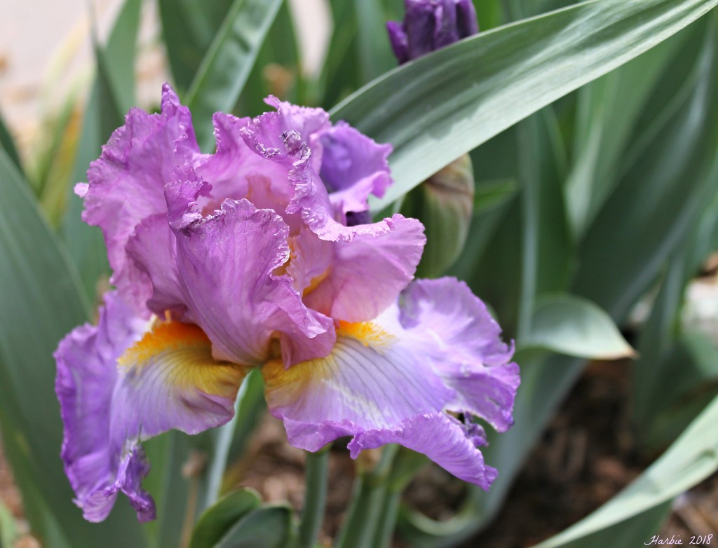 Purple Iris by harbie