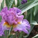 Purple Iris by harbie