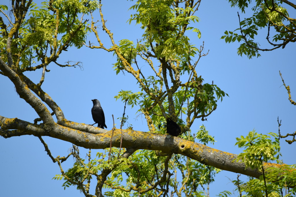 136. Crows by dragey74