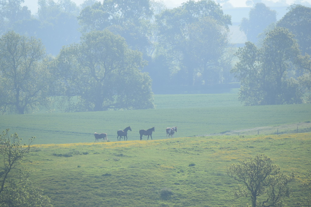 138. Horses in the morning mist by dragey74