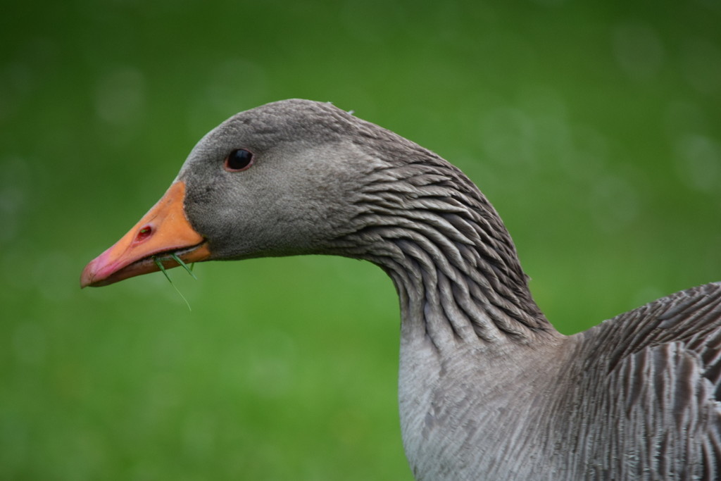 140. Greylag goose by dragey74