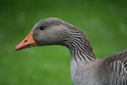 22nd May 2018 - 140. Greylag goose