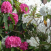 Rhododendrons by frequentframes