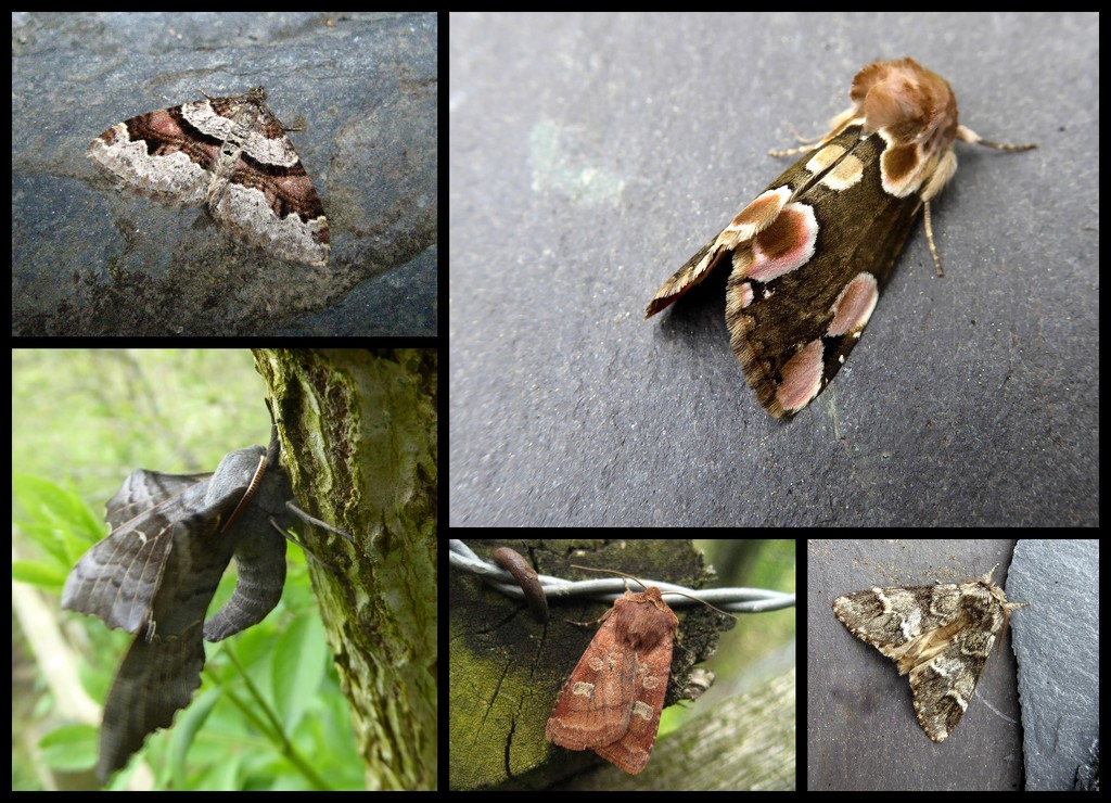 garden moths 9 by steveandkerry
