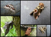 26th May 2018 - garden moths 9