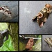 garden moths 9 by steveandkerry