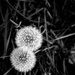 Dandelions by frequentframes