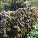 Drystone Wall by cmp