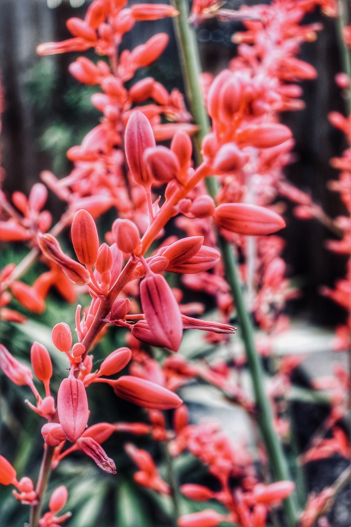 Lori’s Red Yucca by louannwarren