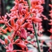 Lori’s Red Yucca by louannwarren