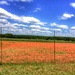 The Texas Hill Country in the spring for the half and half by louannwarren