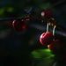 Cherry Picking by kerristephens