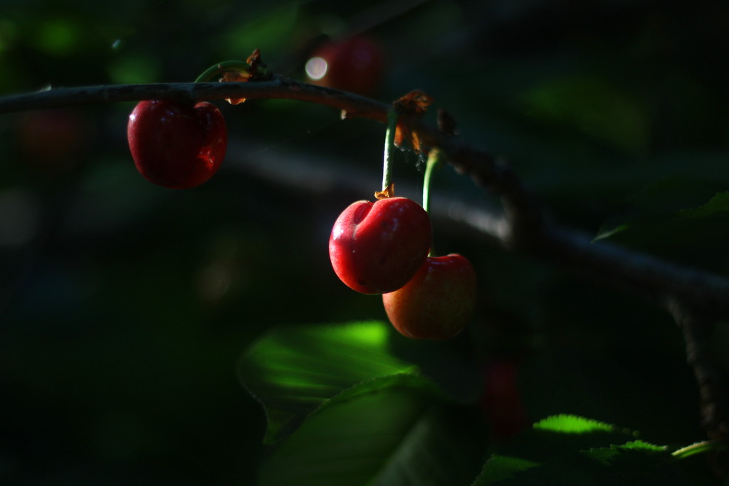 Cherries by kerristephens