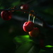 Cherries by kerristephens