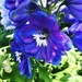 Blue Flower by kerristephens
