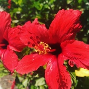 21st May 2018 - Hibiscus