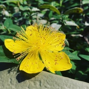 24th May 2018 - Yellow Flower
