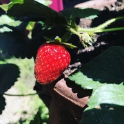 22nd May 2018 - Strawberry