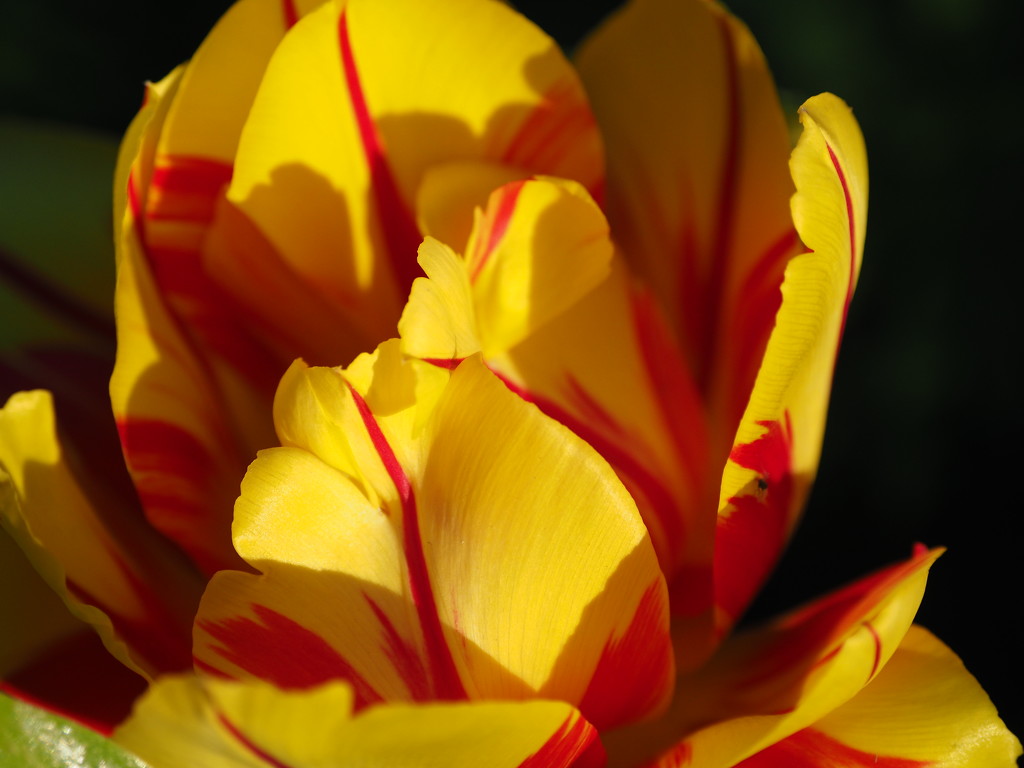 Double Red and Yellow by selkie