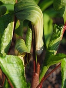 20th May 2018 - Jack-in-the-pulpit