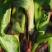 Jack-in-the-pulpit by selkie