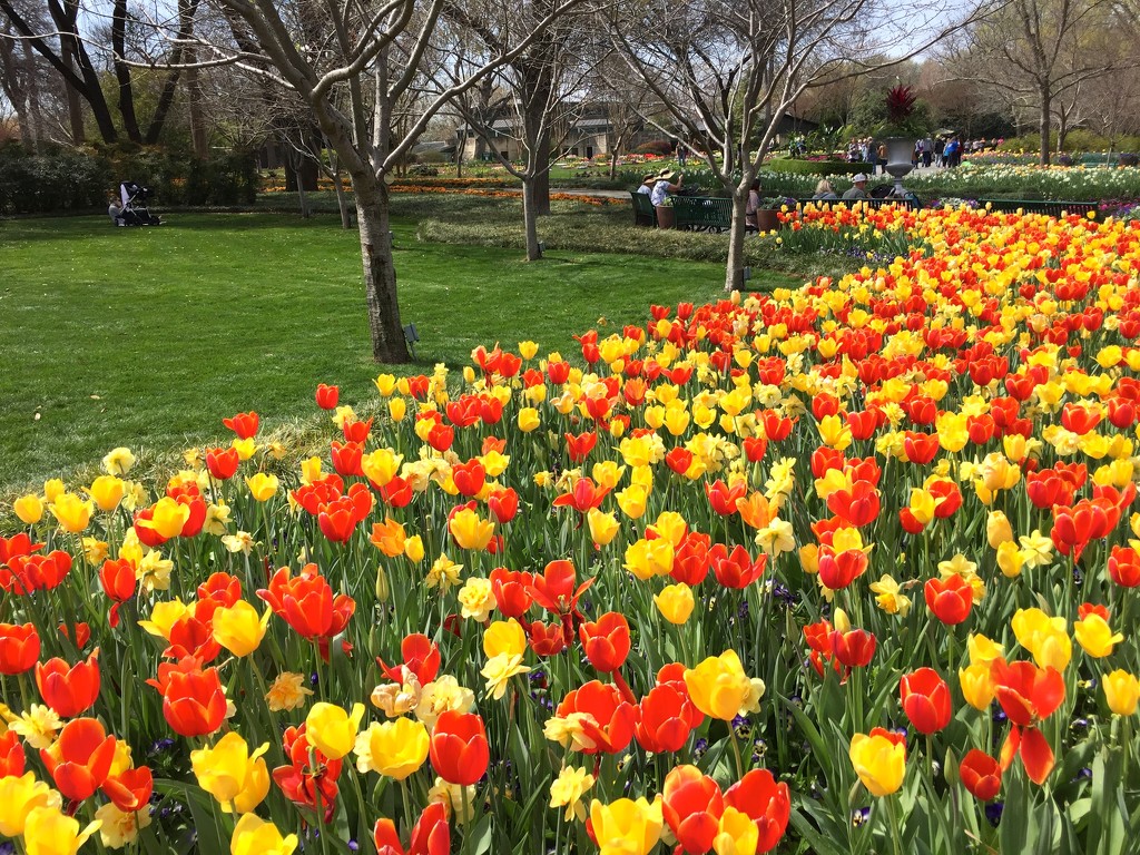 Arboretum Tulips by 365projectorgkaty2