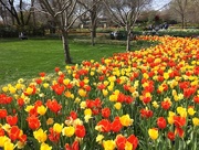 15th Mar 2018 - Arboretum Tulips